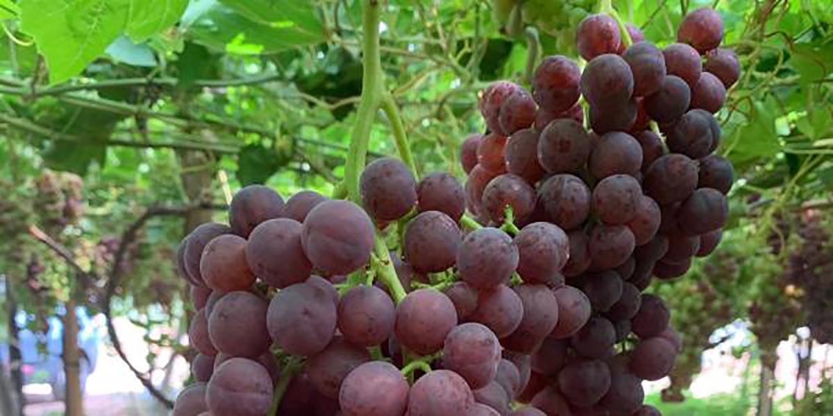 Uva e kiwi, parte la sfida all’uniformità di calibro